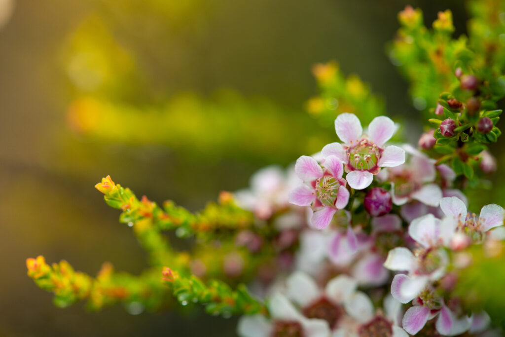 マヌカの花